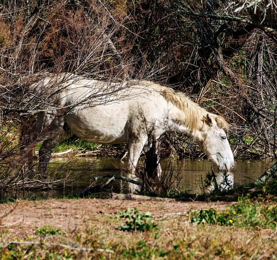 Fauna i biodiversitat